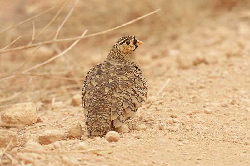 Black-faced Sandgrouse