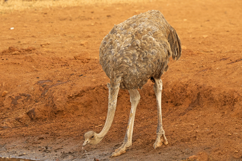 Common Ostrich
