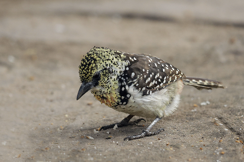 D'Arnaud's Barbet