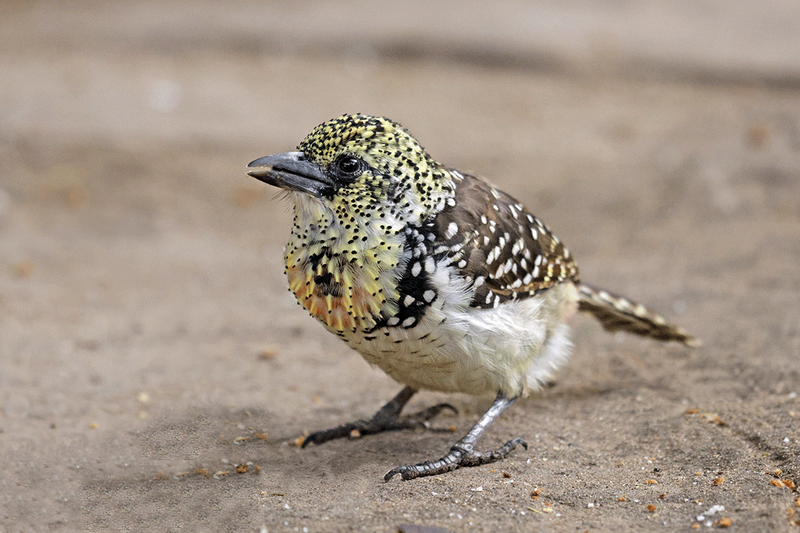 D'Arnaud's Barbet