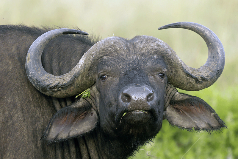 African Buffalo