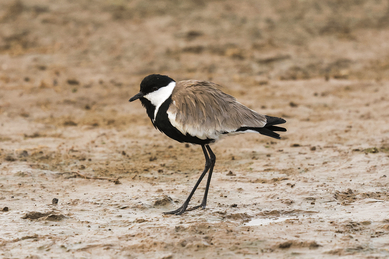 Spur-winged Lapwing