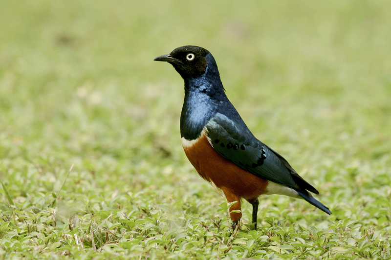 Superb Starling