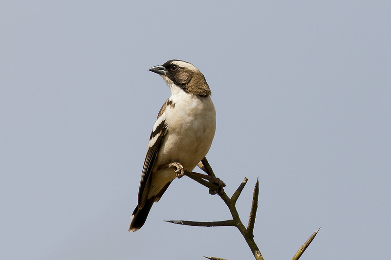 White-browed Sparrow-Weaver