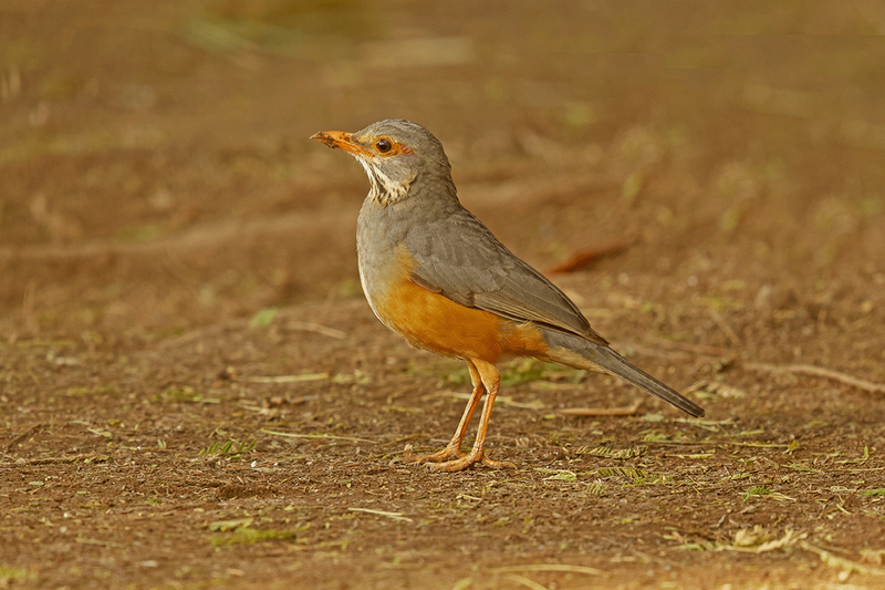 African Bare-eyed Thrush