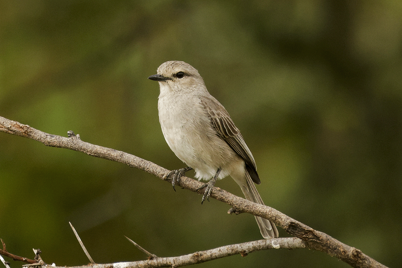 African Gray Flycatcher