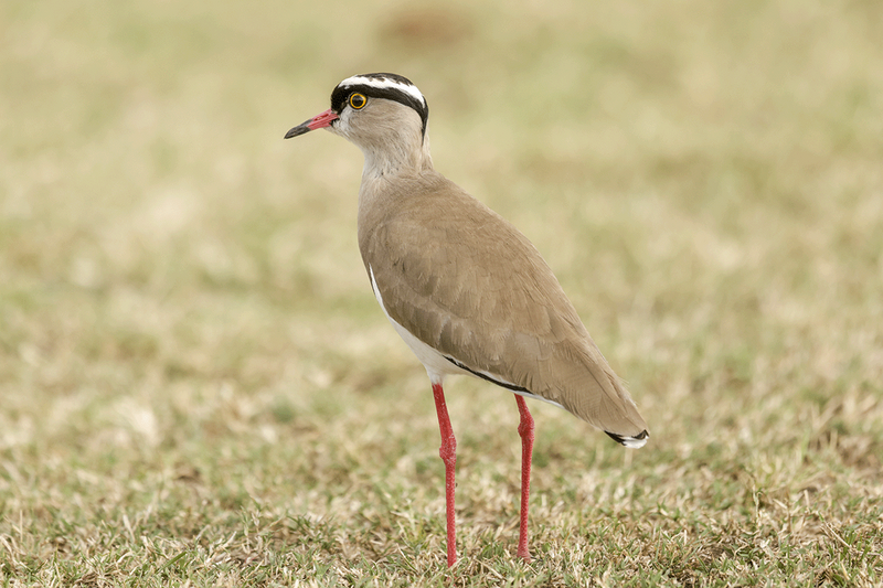 Crowned Lapwing