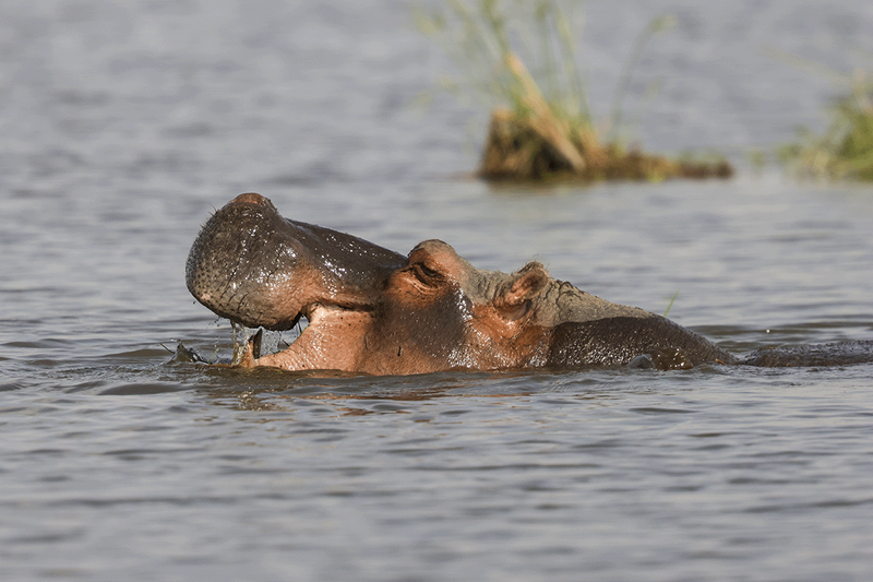 Hippopotamus