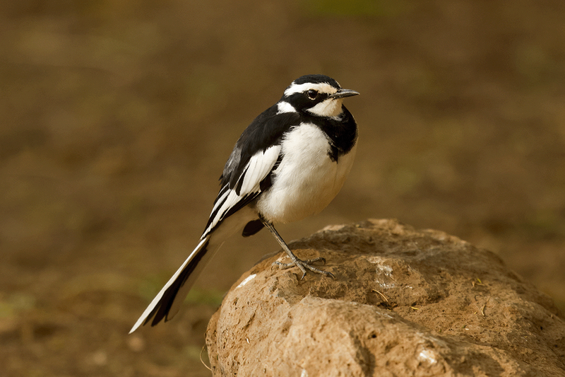 African Pied Wagtail