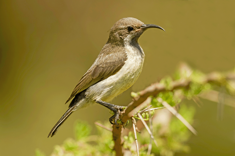 Beauiful Sunbird