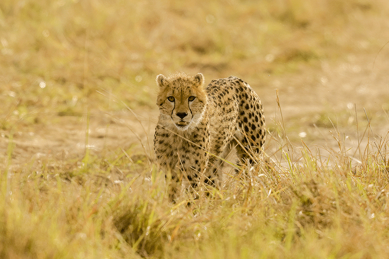 Cheetah