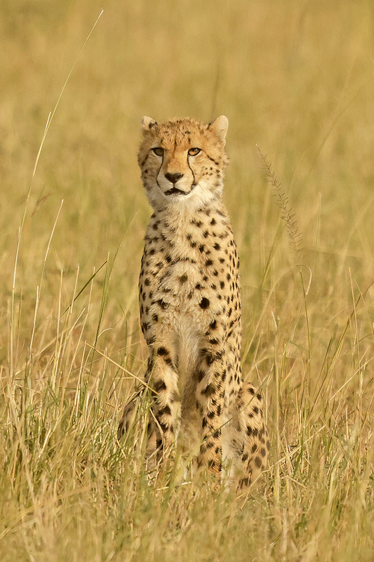 Cheetah