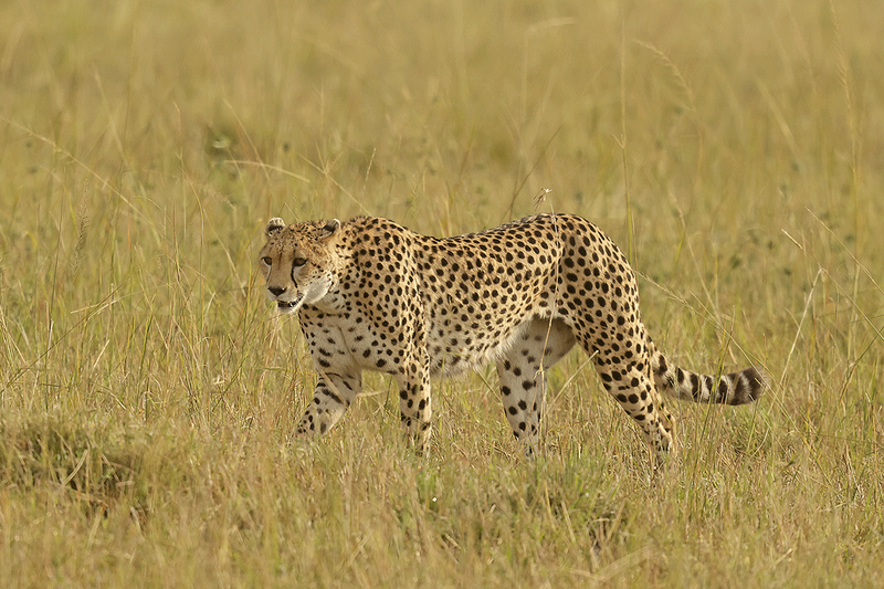 Cheetah