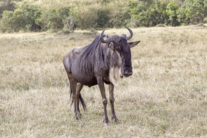 Blue Wildebeest