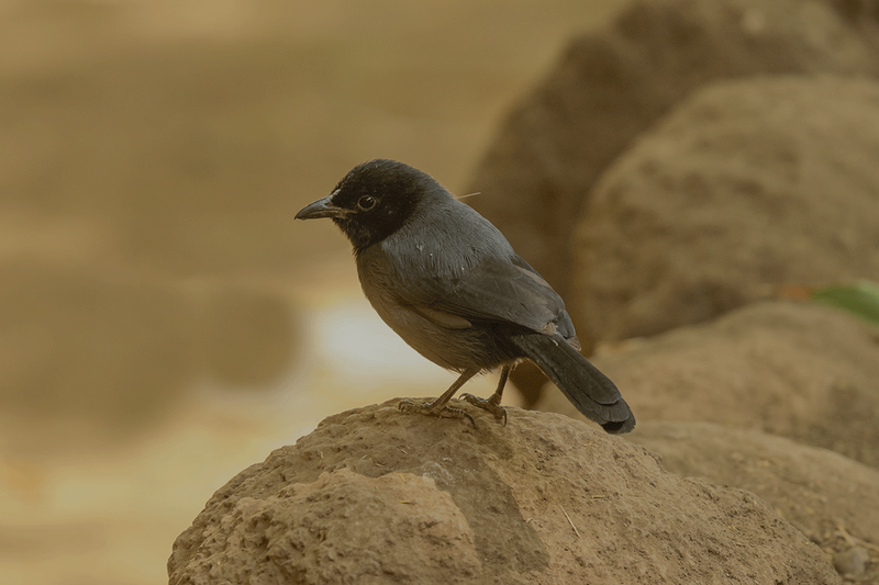 Slate-coloured Boubou