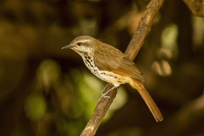 Spotted Morning-thrush