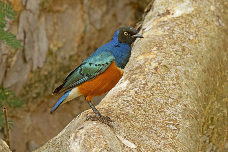 Superb Starling