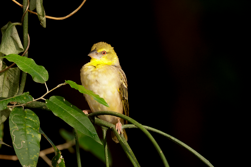 Village Weaver