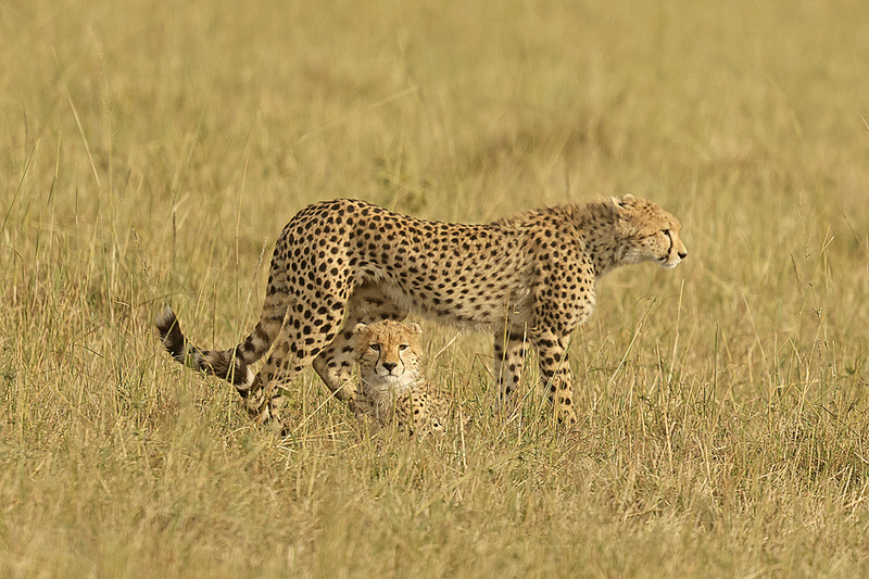 Cheetah