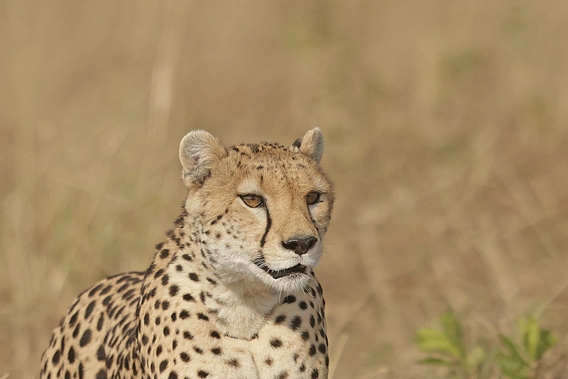 Cheetah-Masi Mara, Kenya-97iii.png