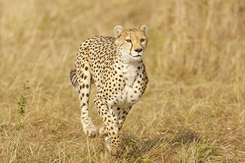Cheetah