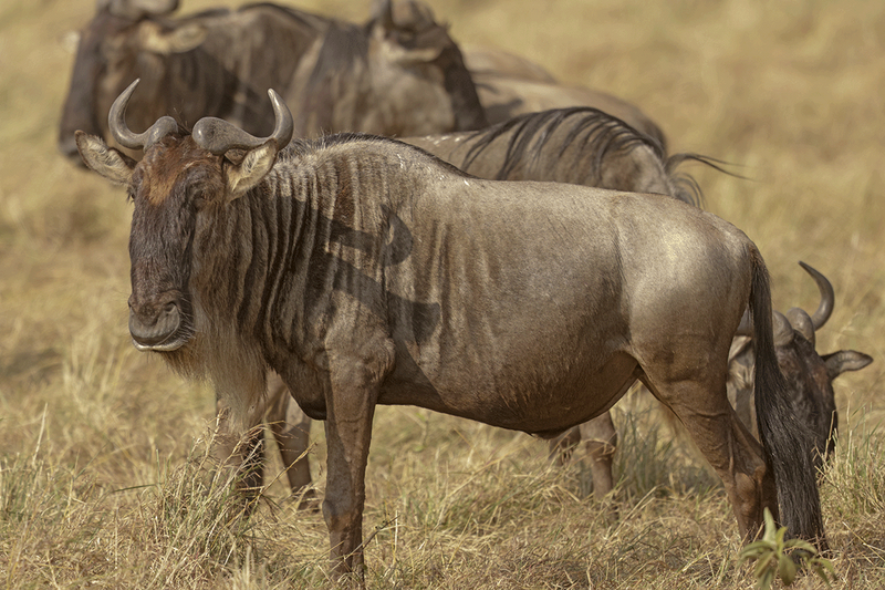 Blue Wildebeest