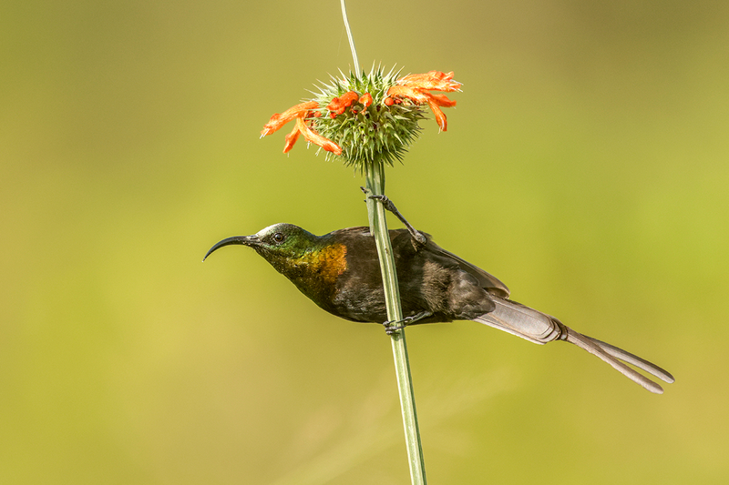 Bronzed Sunbird