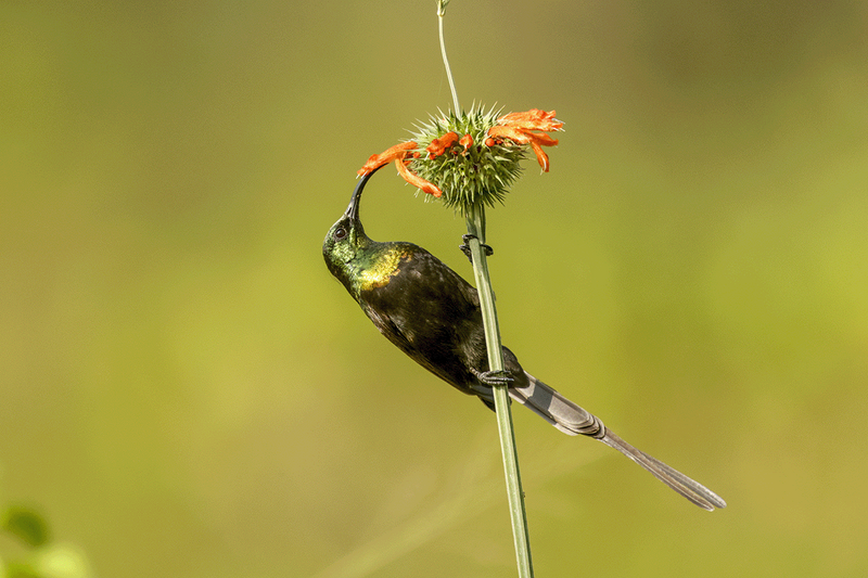 Bronzed Sunbird