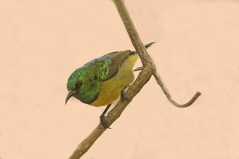 Collared Sunbird