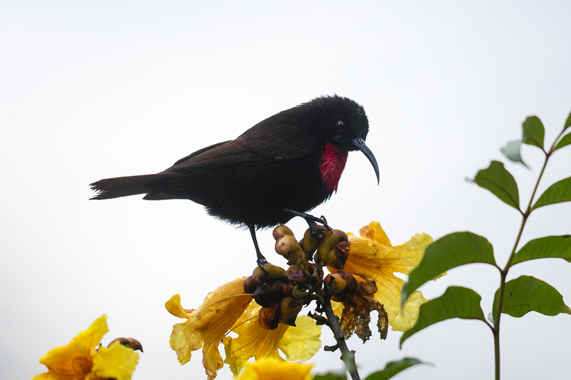 Scarlet-chested Sunbird