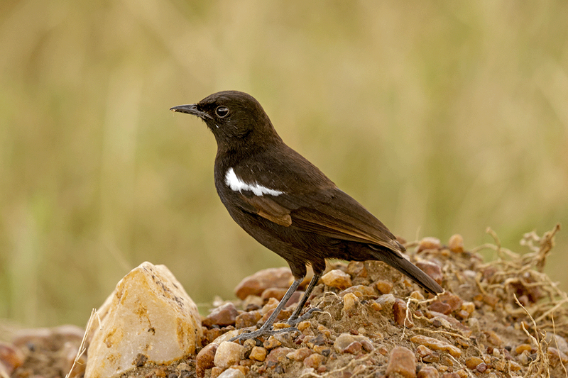 Sooty Chat