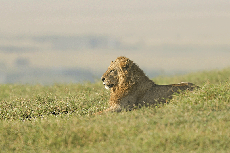 Lion