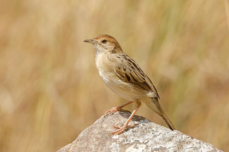 Stout Cisticola