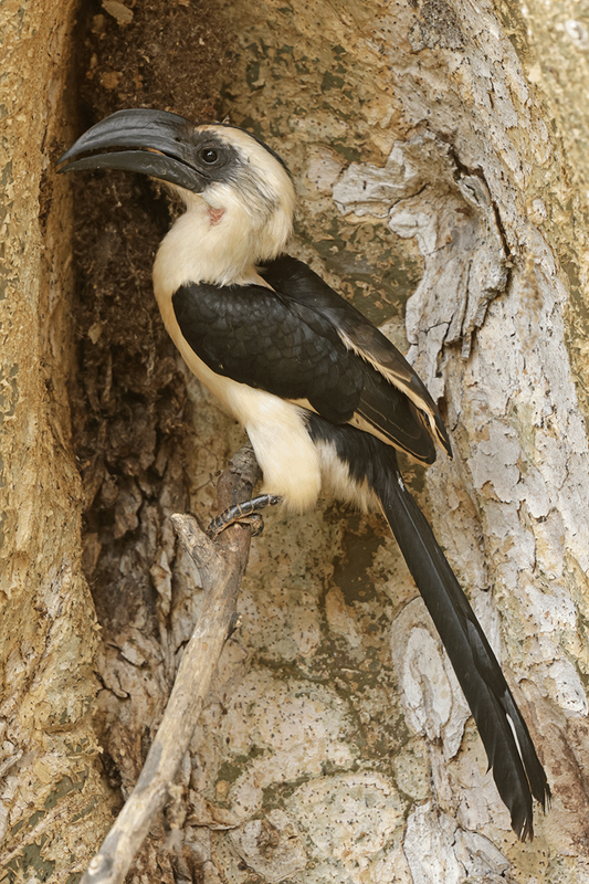 Von Der Deckens Hornbill