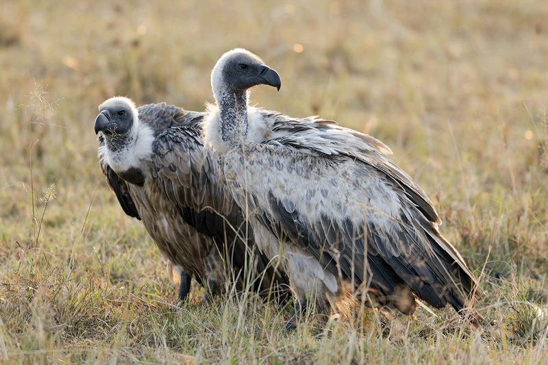 White-backed Vulture