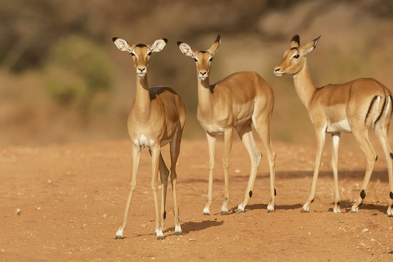 Impala