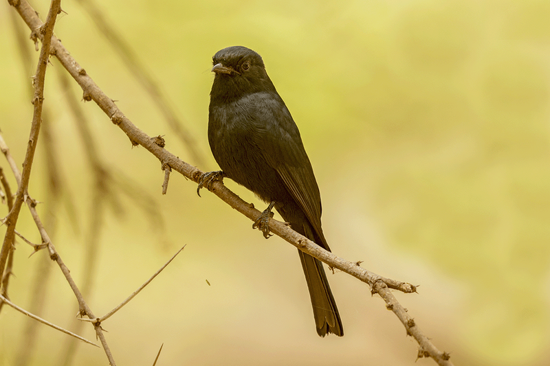 Southern Black-Flycatcher