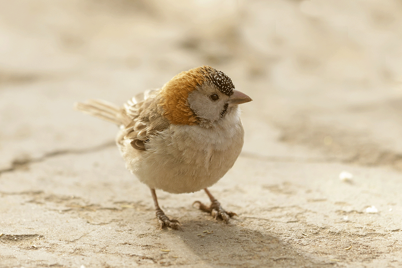 Speckle-fronted Weaver