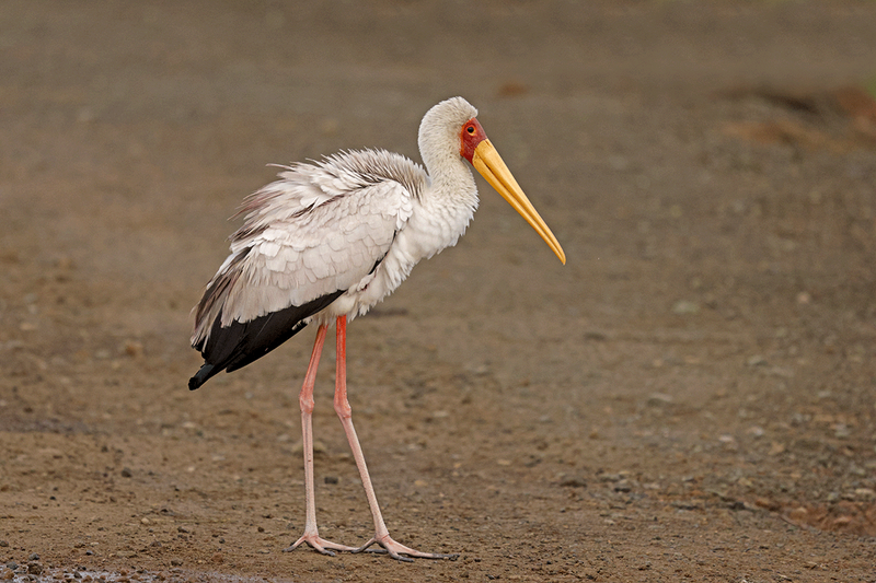 Yellow-billed Stork