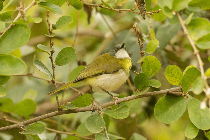 Yellow-breasted Apalis