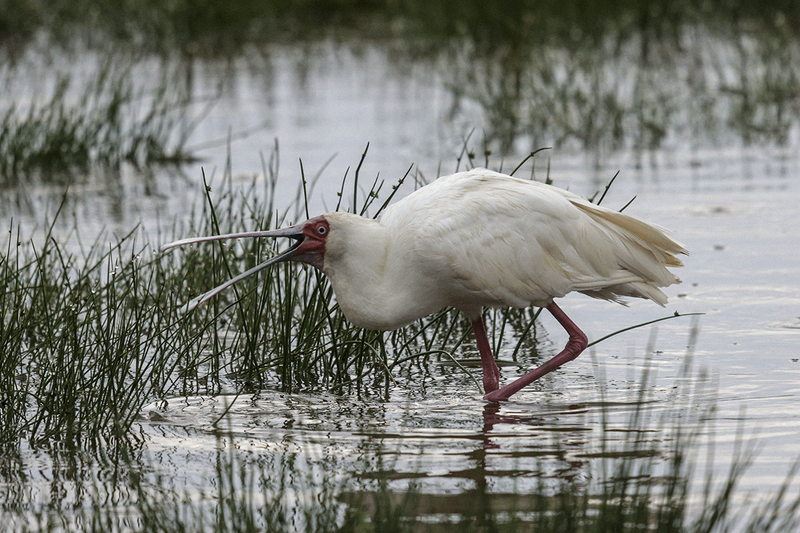 African Spoonbill
