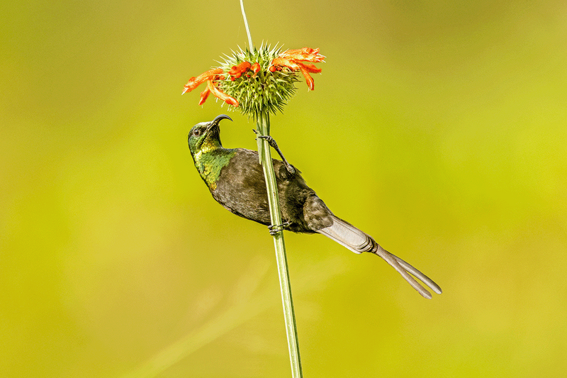 Bronzed Sunbird