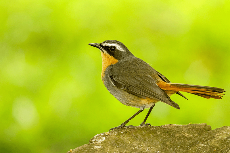 Cape robin-Chat