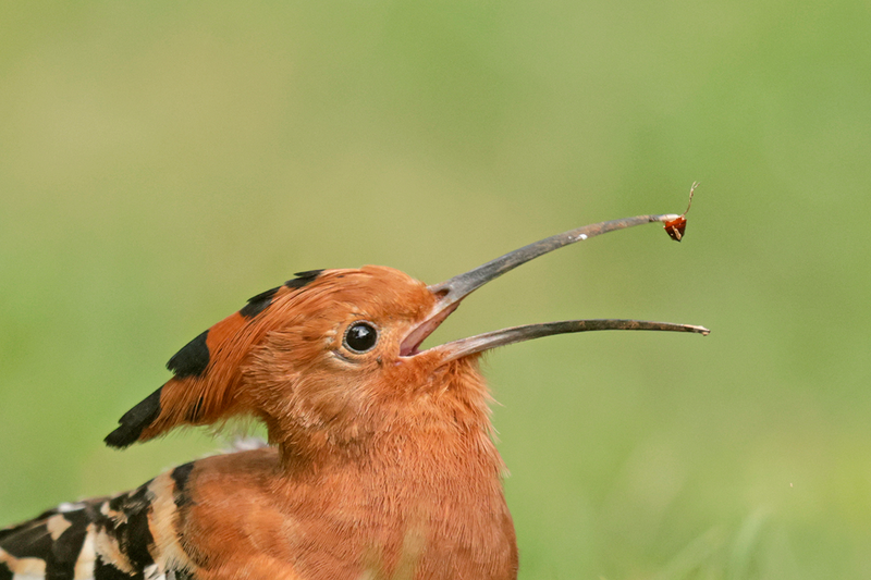African Hoopoe