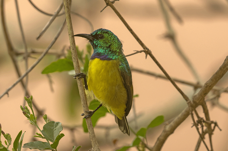 Collared Sunbird