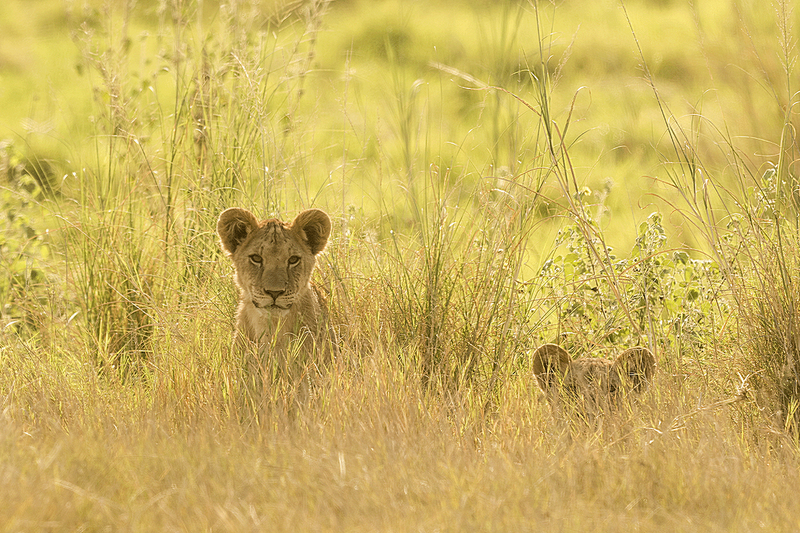 Lion