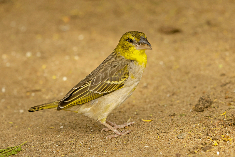 Village Weaver