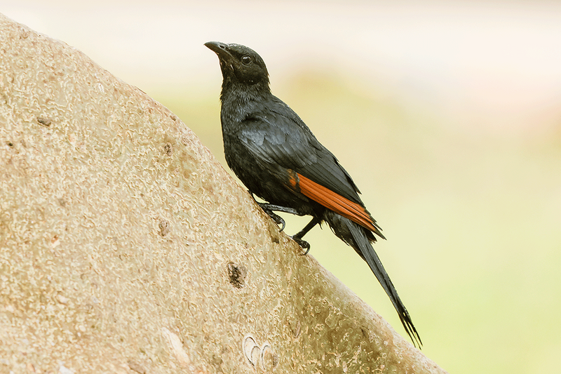 Red-winged Starlling