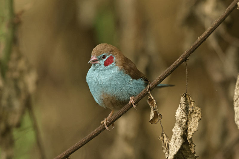 Red-Cheeked Cordonbleu