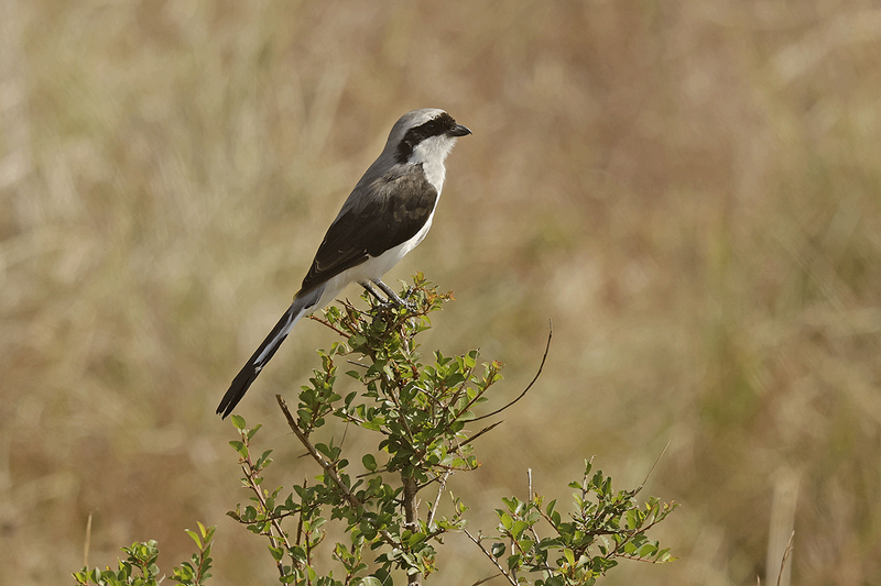 Gray-backed Fiscal
